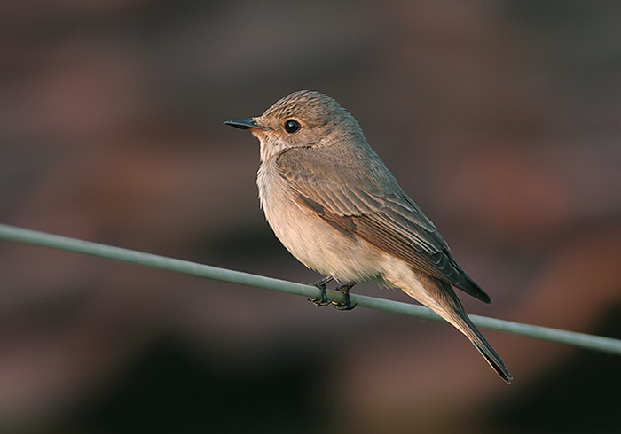 grauwe vliegenvanger in het avondlicht.jpg